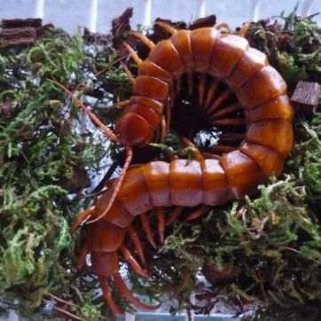 紅龍蜈蚣的繁殖成功率有多高？
