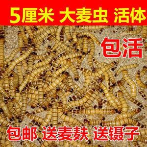 龍魚喂大麥蟲要注意什么事項(xiàng)和方法：喂食龍魚大麥蟲時(shí)應(yīng)注意什么事項(xiàng)和方法和方法和建議