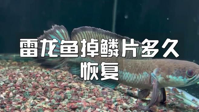 龍魚脫皮后如何護理