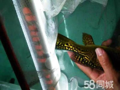 北京龍魚養殖基地地址查詢：北京龍魚養殖基地