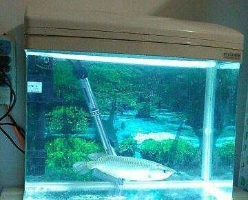 北京龍魚養殖基地地址查詢：北京龍魚養殖基地