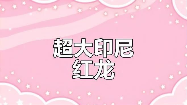 一米長的紅龍魚