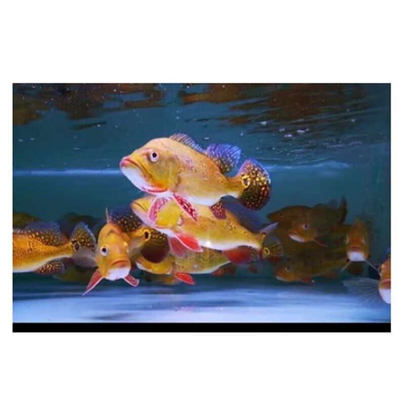 一個龍魚配幾個巴西亞(龍魚可以配養多尾小體型的巴西亞魚嗎?) 龍魚百科 第4張 一個龍魚配幾個巴西亞(龍魚可以配養多尾小體型的巴西亞魚嗎?) 一個龍魚配幾個巴西亞(龍魚可以配養多尾小體型的巴西亞魚嗎?) 龍魚百科 第4張