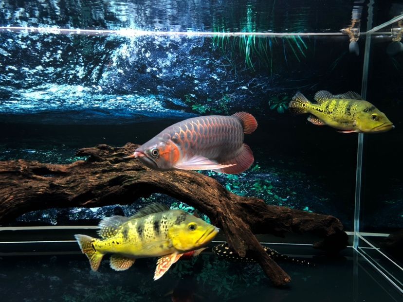 一個龍魚配幾個巴西亞(龍魚可以配養多尾小體型的巴西亞魚嗎?) 龍魚百科 第3張 一個龍魚配幾個巴西亞(龍魚可以配養多尾小體型的巴西亞魚嗎?) 一個龍魚配幾個巴西亞(龍魚可以配養多尾小體型的巴西亞魚嗎?) 龍魚百科 第3張
