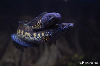 雷龍魚常見疾病預防指南：雷龍魚飼養技術指南