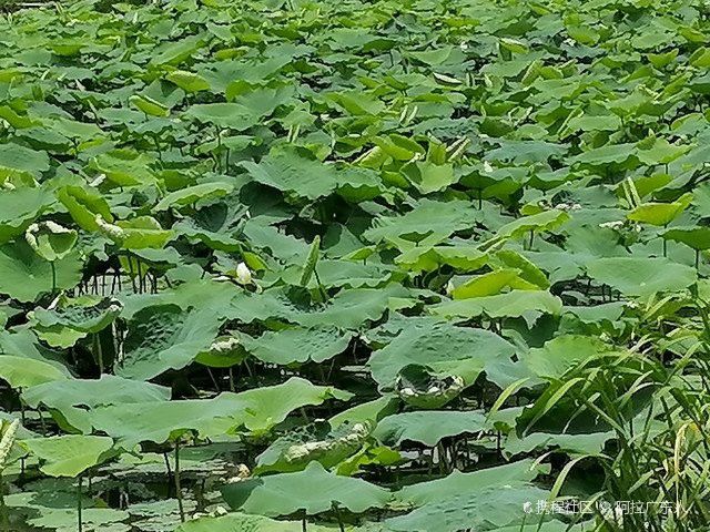 廣州哪里有金龍魚批發市場賣海鮮食品