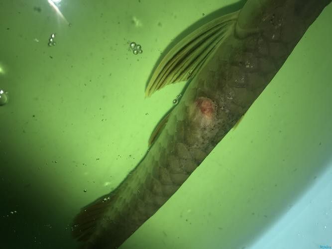 金龍魚過背和高背區(qū)別圖解大全