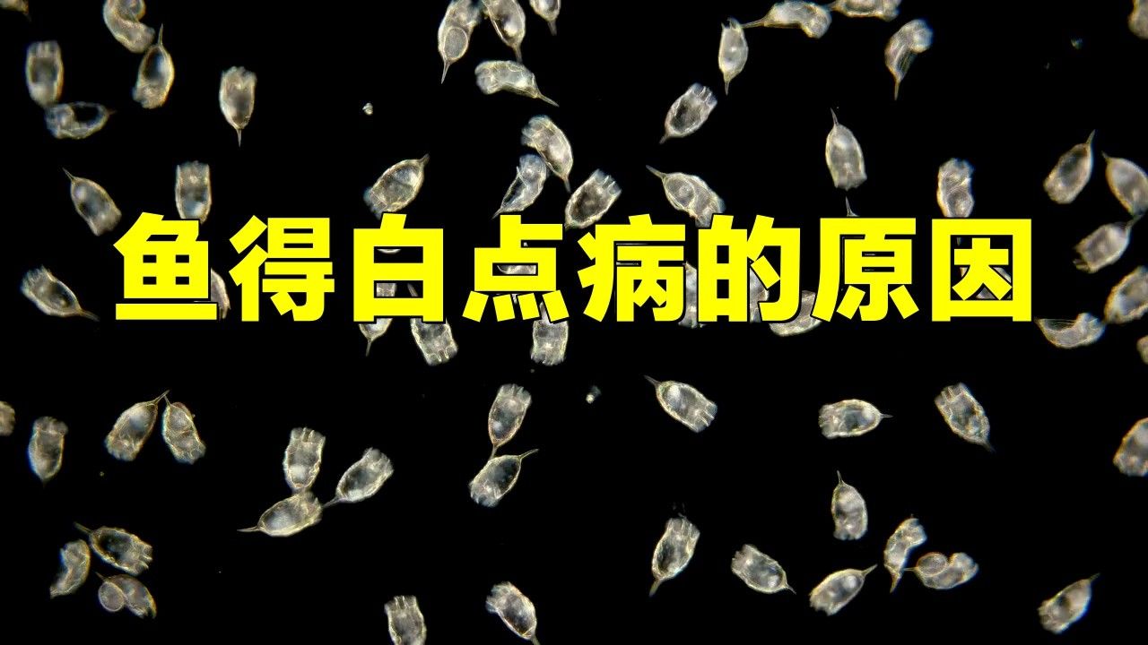 哪些魚容易感染白點??？