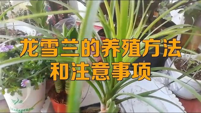 龍魚最貴的品種排名圖片視頻