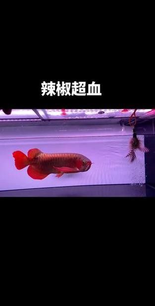 龍魚最貴的品種排名圖片視頻