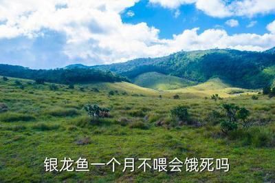 龍魚多久不吃東西會餓死：龍魚在不同條件下不吃東西會餓死