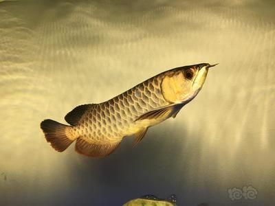 龍魚藍底過背什么意思：藍底過背金龍魚的繁殖技巧藍底過背金龍魚與其他品種的區(qū)別