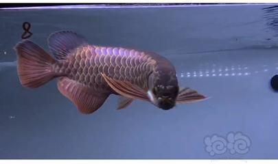 龍魚藍(lán)底過(guò)背什么意思：藍(lán)底過(guò)背金龍魚的繁殖技巧藍(lán)底過(guò)背金龍魚與其他品種的區(qū)別