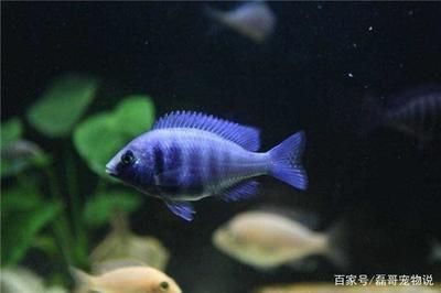 龍魚配什么魚一起養(yǎng)比較好：泰國虎魚、鸚鵡魚、鸚鵡魚、鸚鵡魚、鸚鵡魚、鸚鵡魚