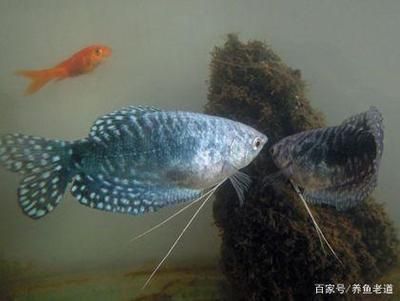 藍(lán)曼龍魚的飼養(yǎng)方法（藍(lán)曼龍魚是一種受歡迎的觀賞魚） 藍(lán)曼龍魚的飼養(yǎng)方法（藍(lán)曼龍魚是一種受歡迎的觀賞魚） 龍魚百科 第1張