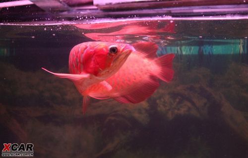 F4代紅龍魚有哪些稀有變異品種？