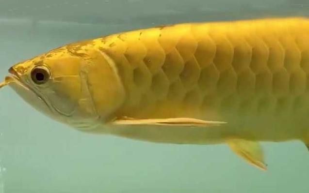 南寧龍魚價(jià)格表最新圖片