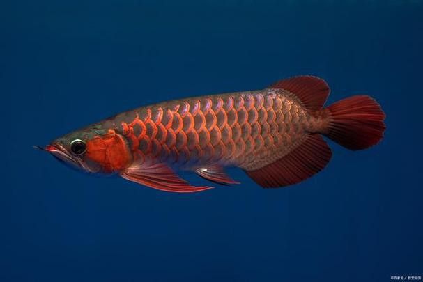 南寧龍魚價(jià)格表最新圖片