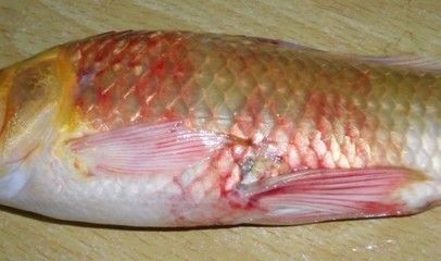 龍魚鱗下出血(如何處理龍魚鱗下出血問題) 龍魚百科 第4張 龍魚鱗下出血(如何處理龍魚鱗下出血問題) 龍魚鱗下出血(如何處理龍魚鱗下出血問題) 龍魚百科 第4張