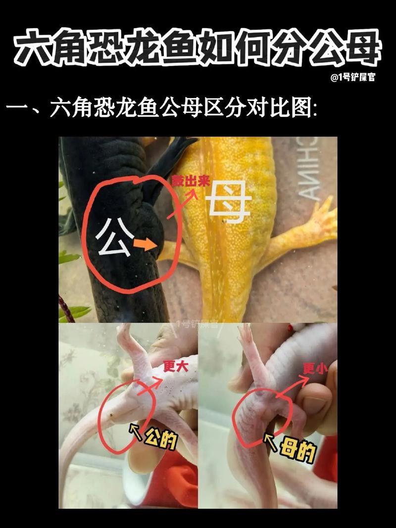 恐龍魚可以冷水養(yǎng)嗎？
