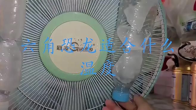 恐龍魚可以冷水養(yǎng)嗎？