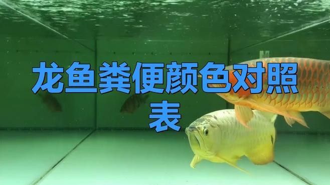 龍魚排紅色糞便