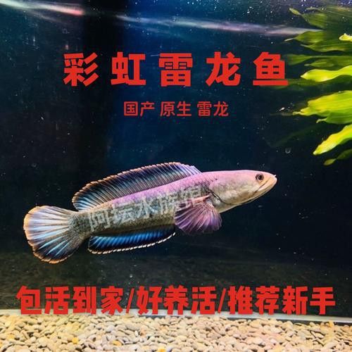 什么雷龍魚最便宜又好養(yǎng)的