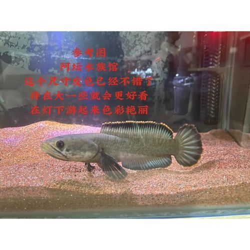 什么雷龍魚最便宜又好養(yǎng)的