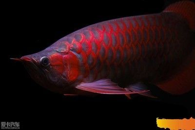 紅龍魚缸背景（養紅龍魚用什么背景好360問答）