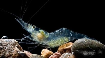 紅龍魚鱗框發白怎么辦：紅龍魚鱗框發白怎么辦紅龍魚鱗框發白怎么辦