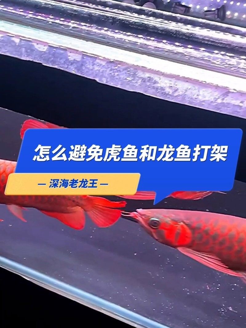 龍魚和虎魚打架怎么辦視頻講解