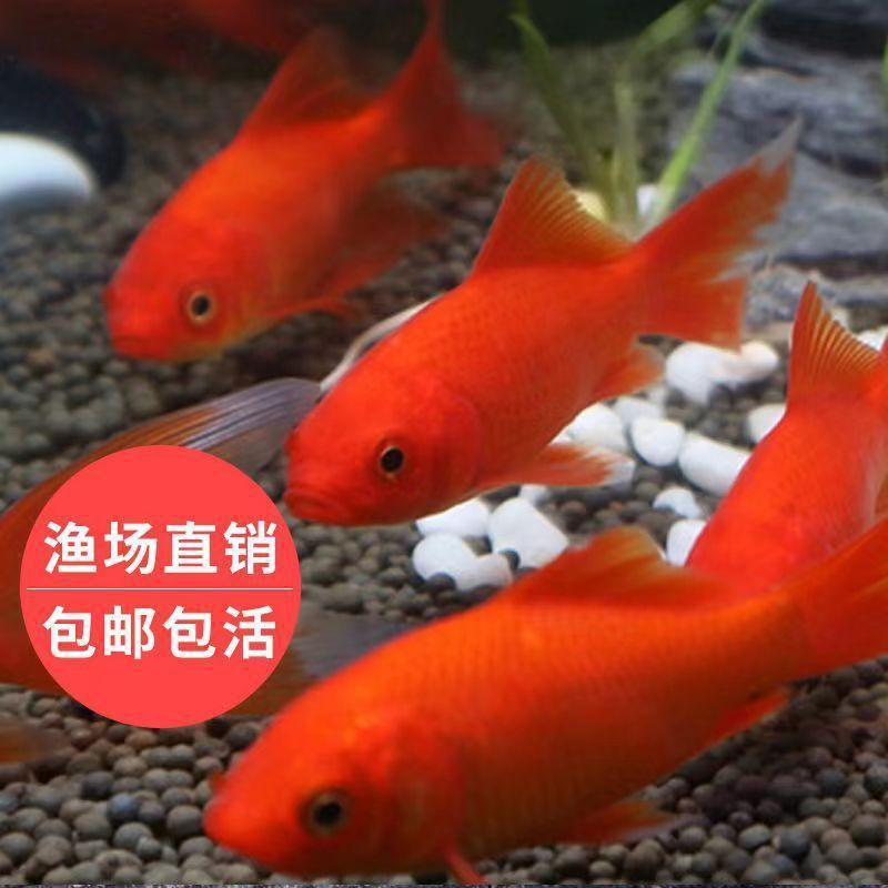龍魚搭配清缸魚好嗎怎么養(yǎng)，