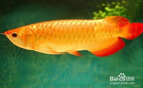龍魚趴缸了開燈嗎