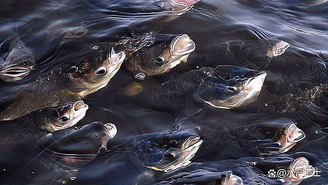 龍魚寄生蟲最怕三樣?xùn)|西