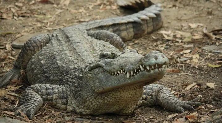 龍魚趴缸是什么原因吃食正常呢：龍魚趴缸是什么原因？吃食正常卻趴缸的解析與對策