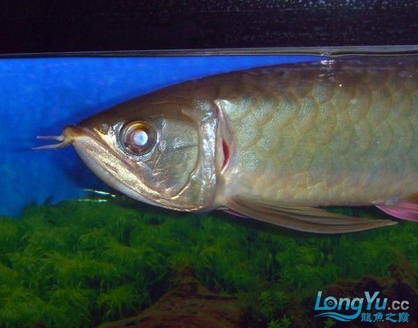 龍魚翻鰓晚期圖片