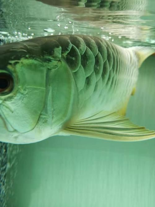 龍魚翻鰓晚期圖片