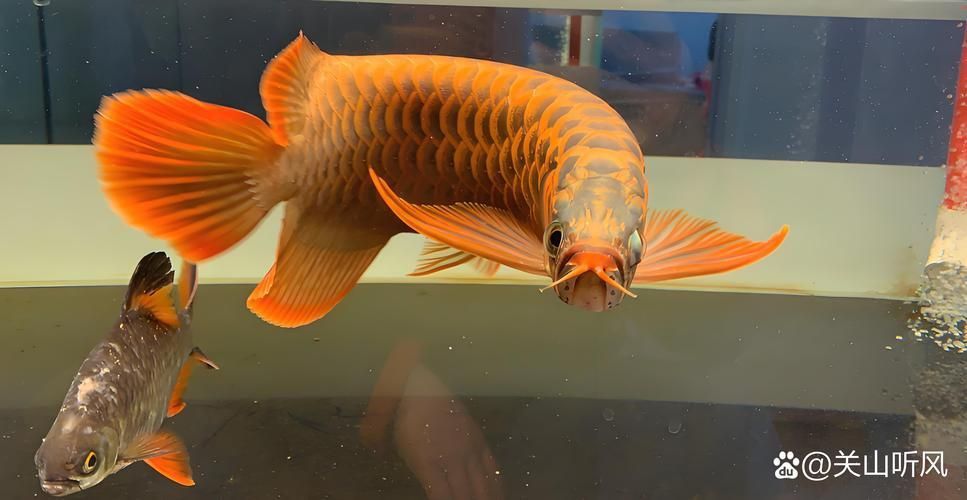 龍魚翻鰓晚期圖片