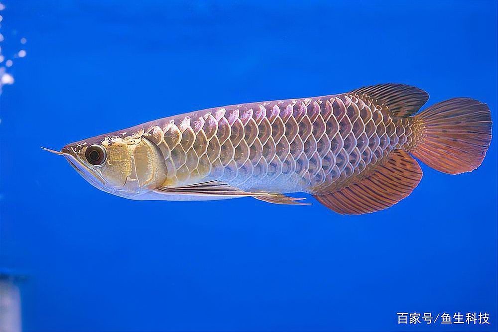 紅龍魚是金龍魚的一種嗎圖片視頻 紅龍魚是金龍魚的一種嗎圖片視頻 龍魚百科 第2張