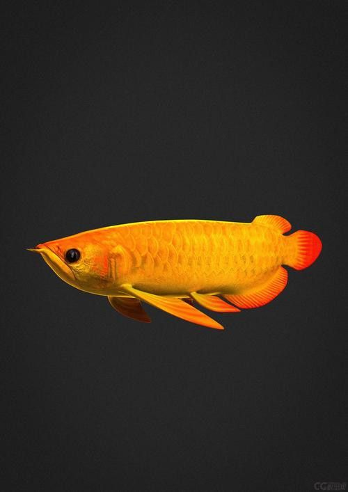 水族金龍魚圖片