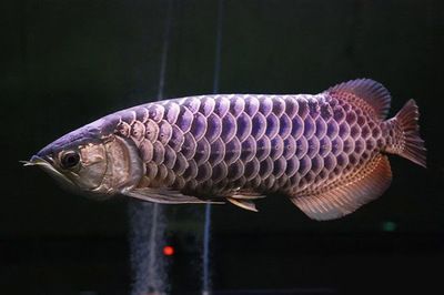 金龍魚 怎么樣（金龍魚混養注意事項）