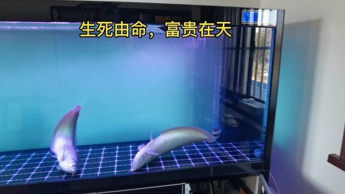 龍魚為何晚上游白天不動：為什么龍魚晚上游白天不動？ 龍魚為何晚上游白天不動：為什么龍魚晚上游白天不動？ 龍魚百科 第2張