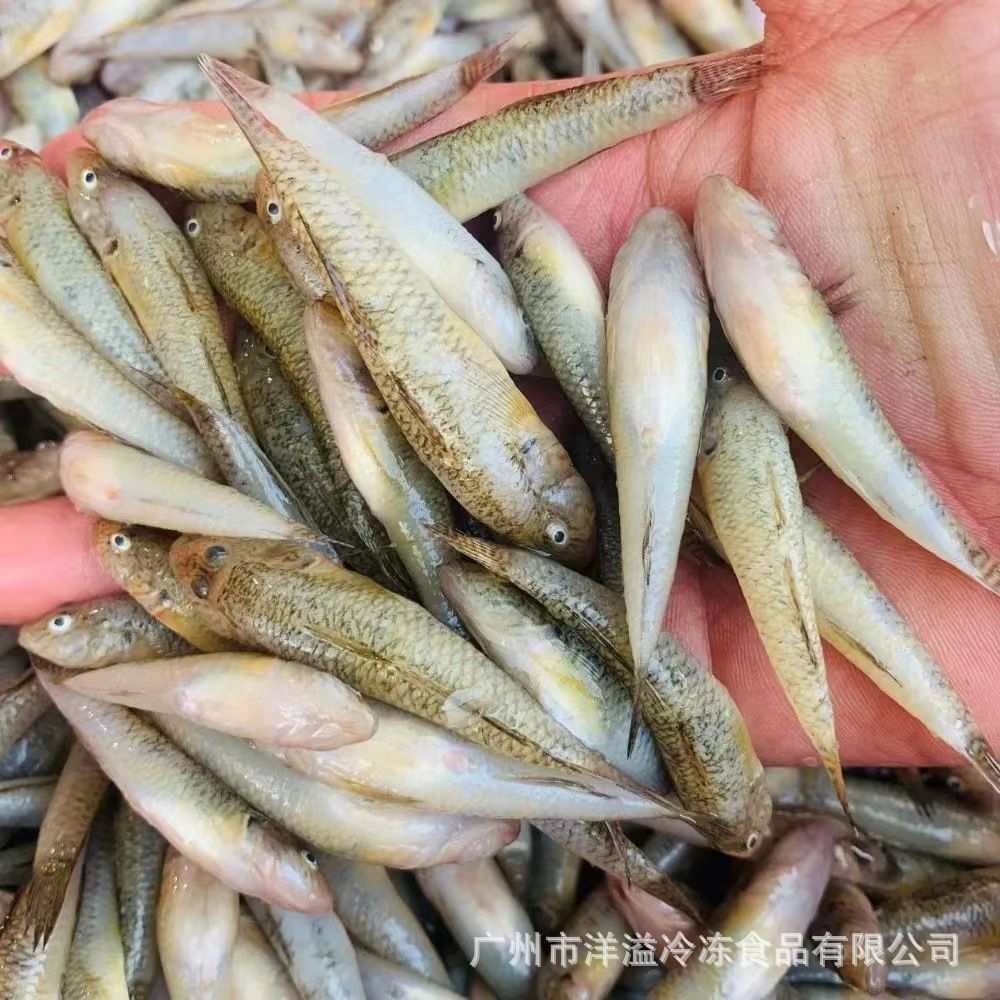 小龍魚吃啥喝啥最好：小龍魚在不同生長階段有不同的飲食需求