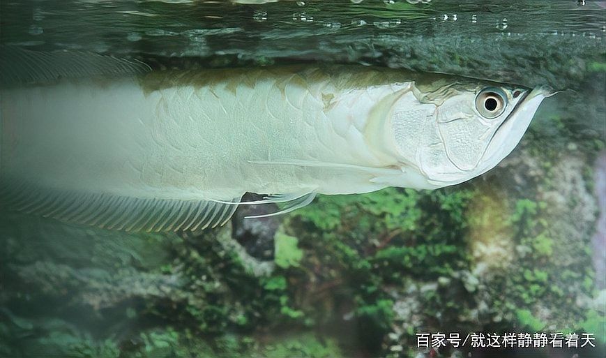 銀龍魚飼養放鹽比例表圖片 銀龍魚飼養放鹽比例表圖片 龍魚百科 第27張