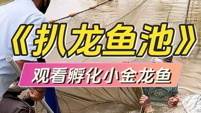 龍魚和黑魚哪個貴一點