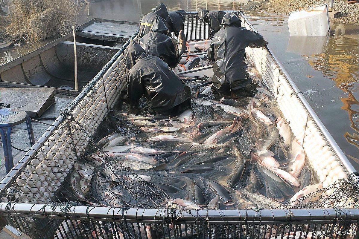 龍魚和黑魚哪個貴一點