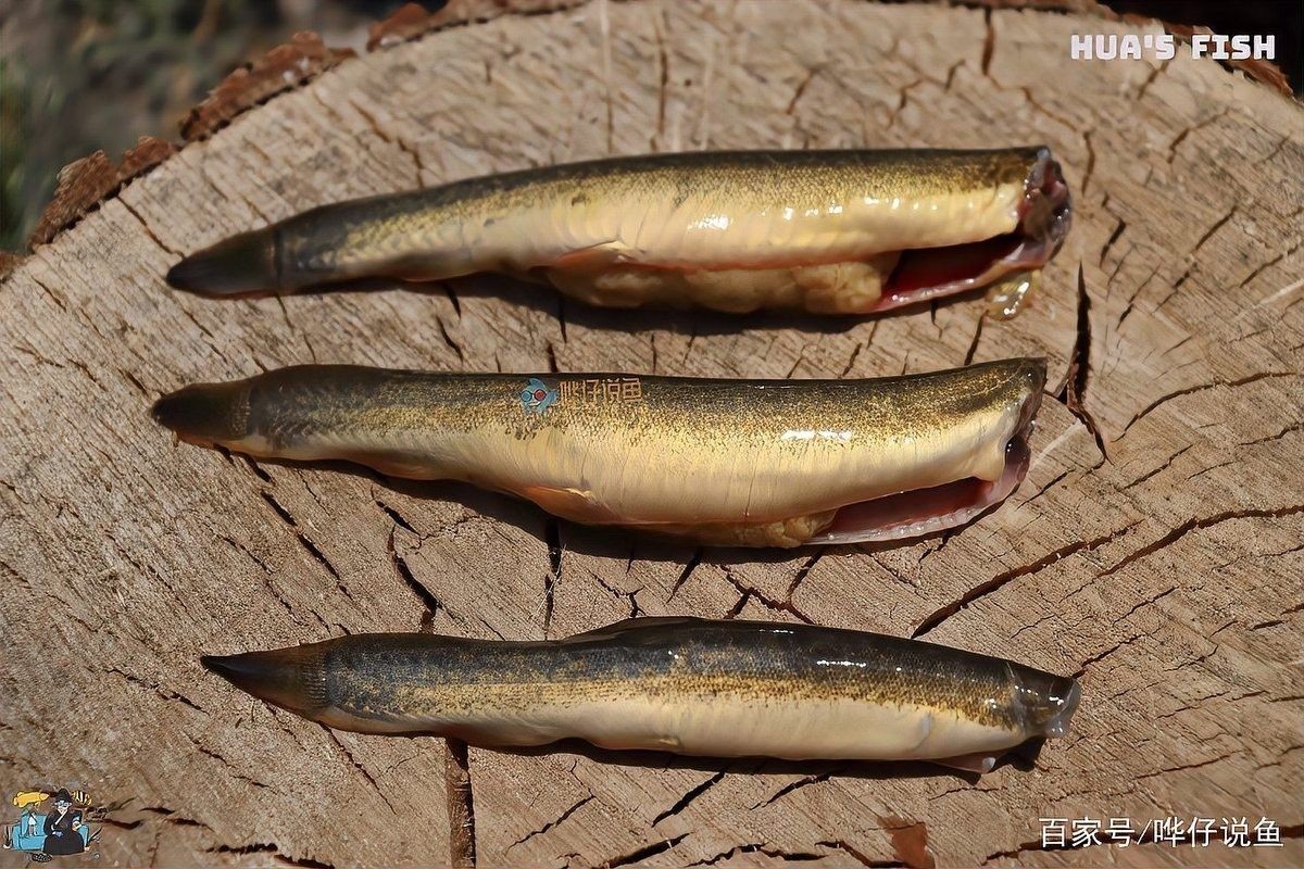 龍魚平時喂養什么飼料最好