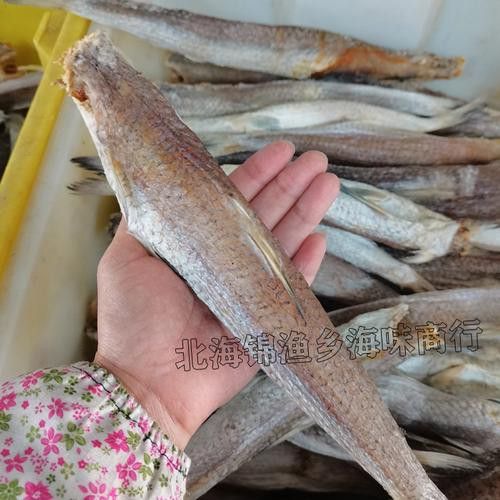 北海葵龍魚是什么魚種圖片