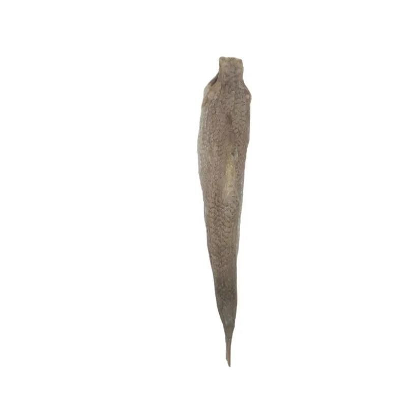 北海葵龍魚是什么魚種圖片