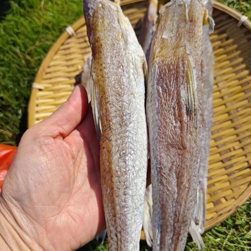北海葵龍魚是什么魚種圖片